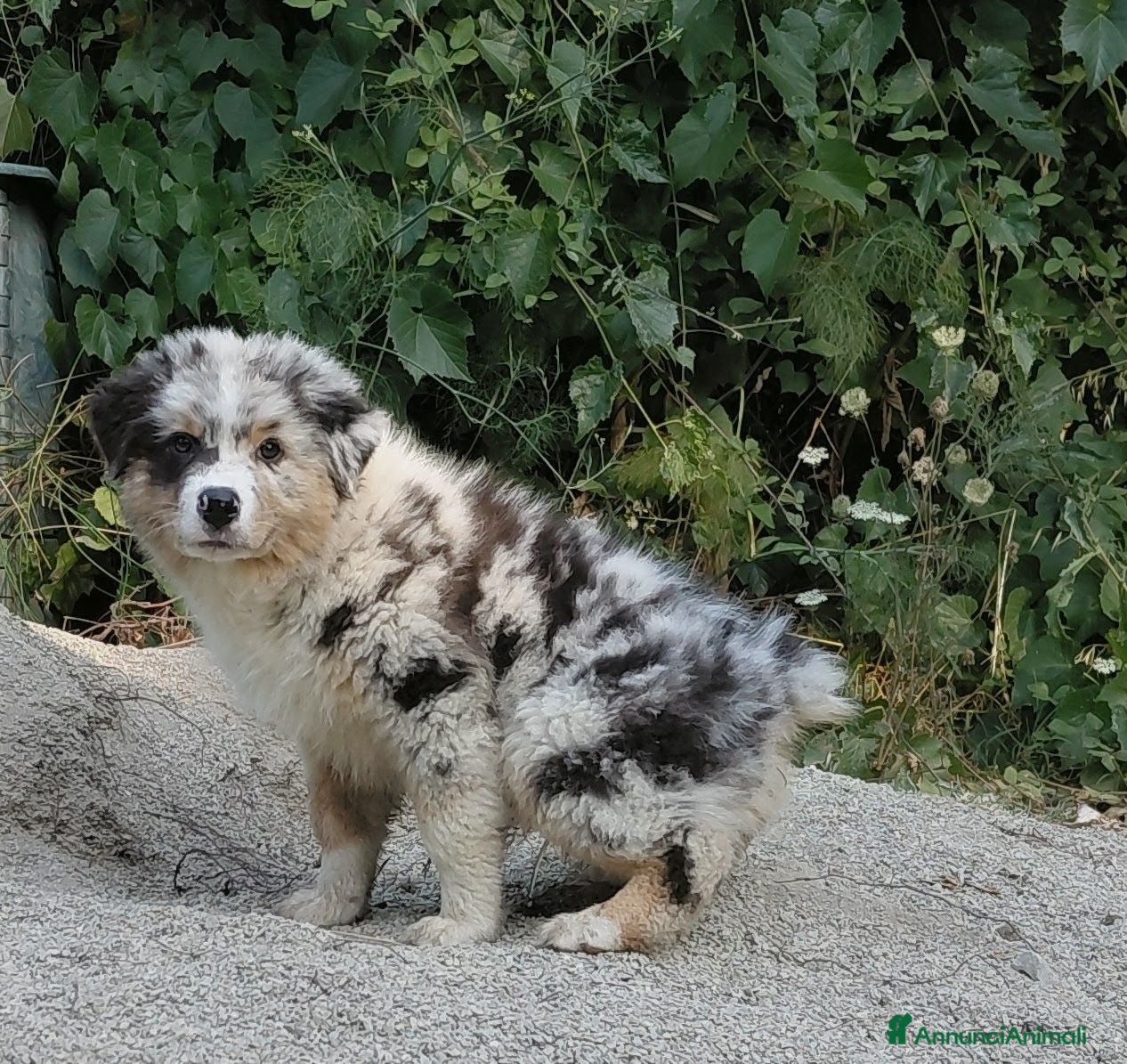 Australian Shepherd cani CUCCIOLI DI PASTORE AUSTRALIANO CON PEDIGREE - Annuncio 1