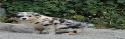 Australian Shepherd cani in vendita: CUCCIOLI DI PASTORE AUSTRALIANO CON PEDIGREE - Annuncio 1
