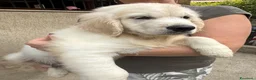 Golden Retriever cani in vendita: Disponibili cuccioli maschi di Golden Retriever  - Annuncio 12