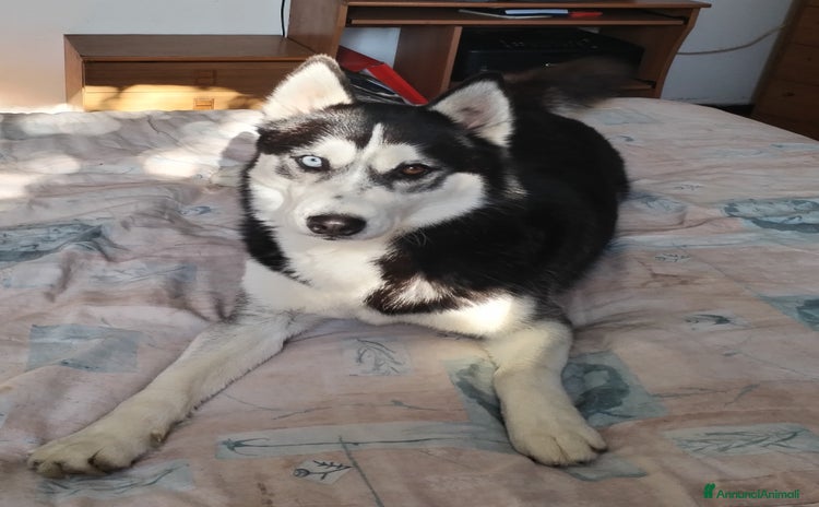 Husky cani a Provincia di Rovigo - Annuncio 1