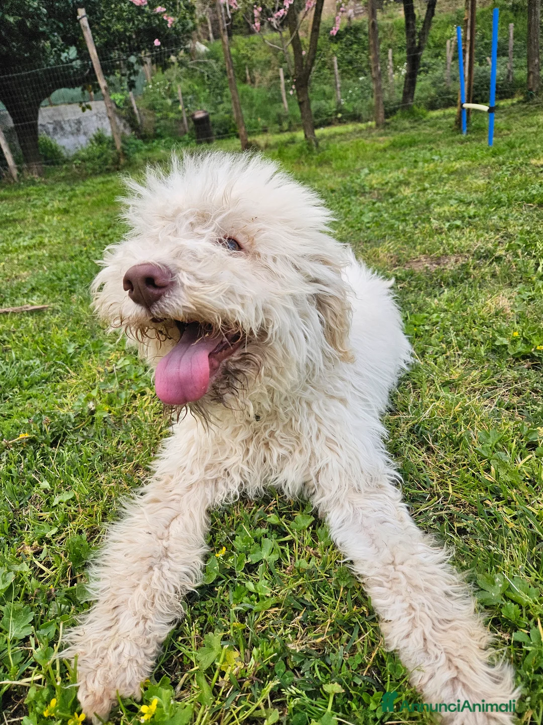 Lagotto cani in vendita: Cucciolo di Lagotto Romagnolo con pedigree  - Annuncio 2