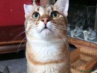 Europeo gatti STITCH, adorabile gattino in adozione ! - Annuncio 3