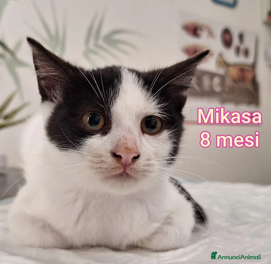 Europeo gatti in regalo: GATTINI SOLI ED ESCLUSI!  - Annuncio 3