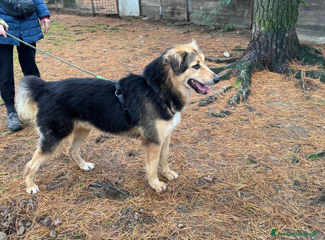 Meticcio cani in regalo: Splendido meticcio Milou a Città metropolitana di Milano - Annuncio 4