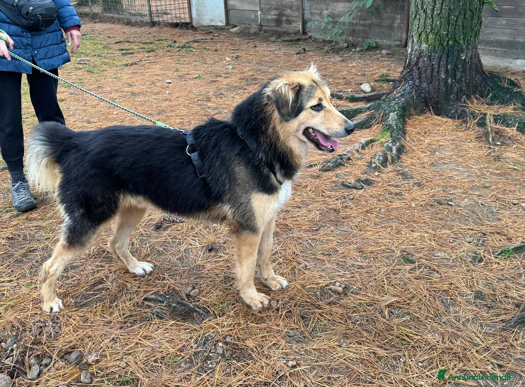 Meticcio cani in regalo: Splendido meticcio Milou a Città metropolitana di Milano - Annuncio 4