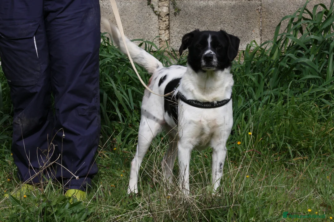 Meticcio cani in regalo: Pedro 2 anni,merita una famiglia - Annuncio 2