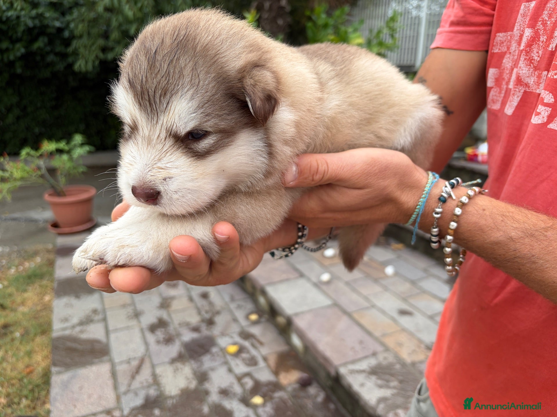 Alaskan Malamute cani Splendidi cuccioli di Alaskan Malamute  - Annuncio 2