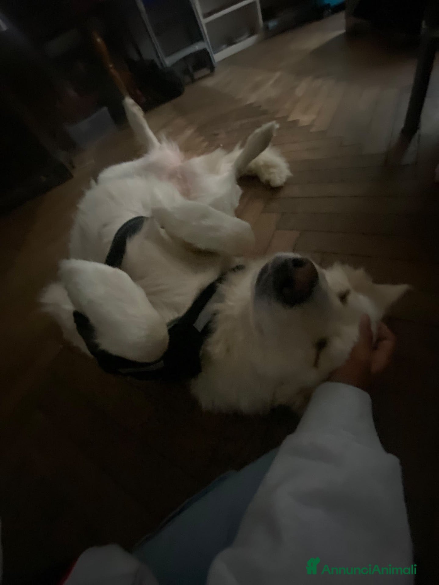 Altre razze cani in vendita: cane da montagna  - Annuncio 6