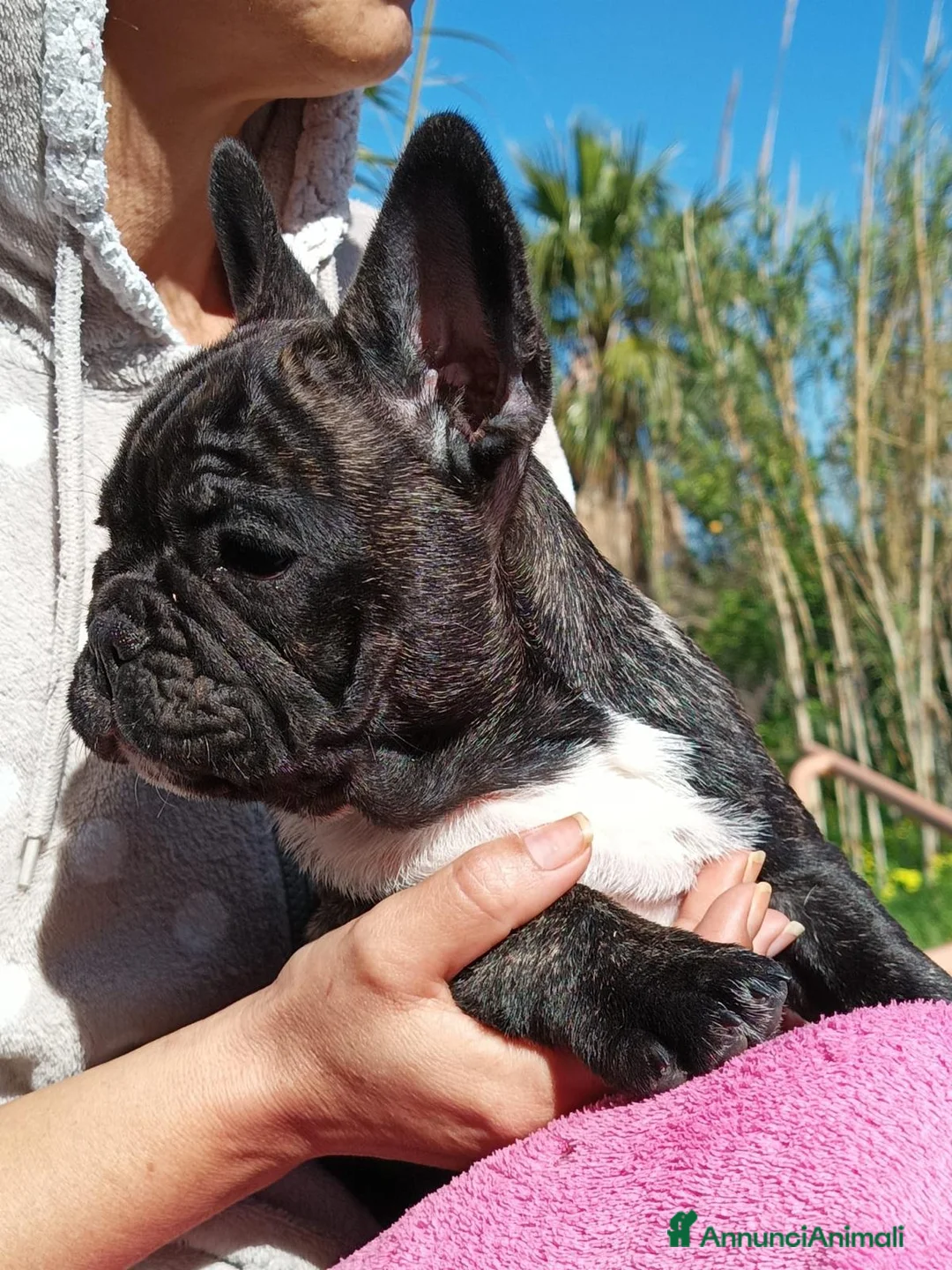 Bulldog Francese cani in vendita: Bouledogue francese dolcissimi cuccioli a Città metropolitana di Palermo - Annuncio 1