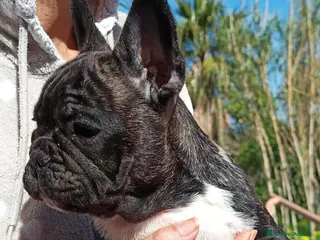 Bulldog Francese cani Bouledogue francese dolcissimi cuccioli - Annuncio 1