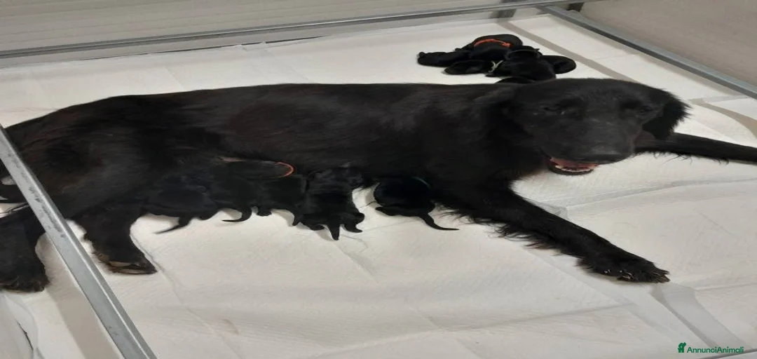 Immagine della galleria {{count}}