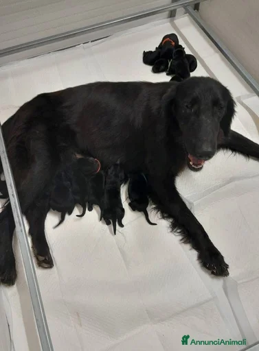 Immagine della galleria {{count}}