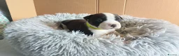American Staffordshire cani in vendita: Amstaff - Annuncio 12