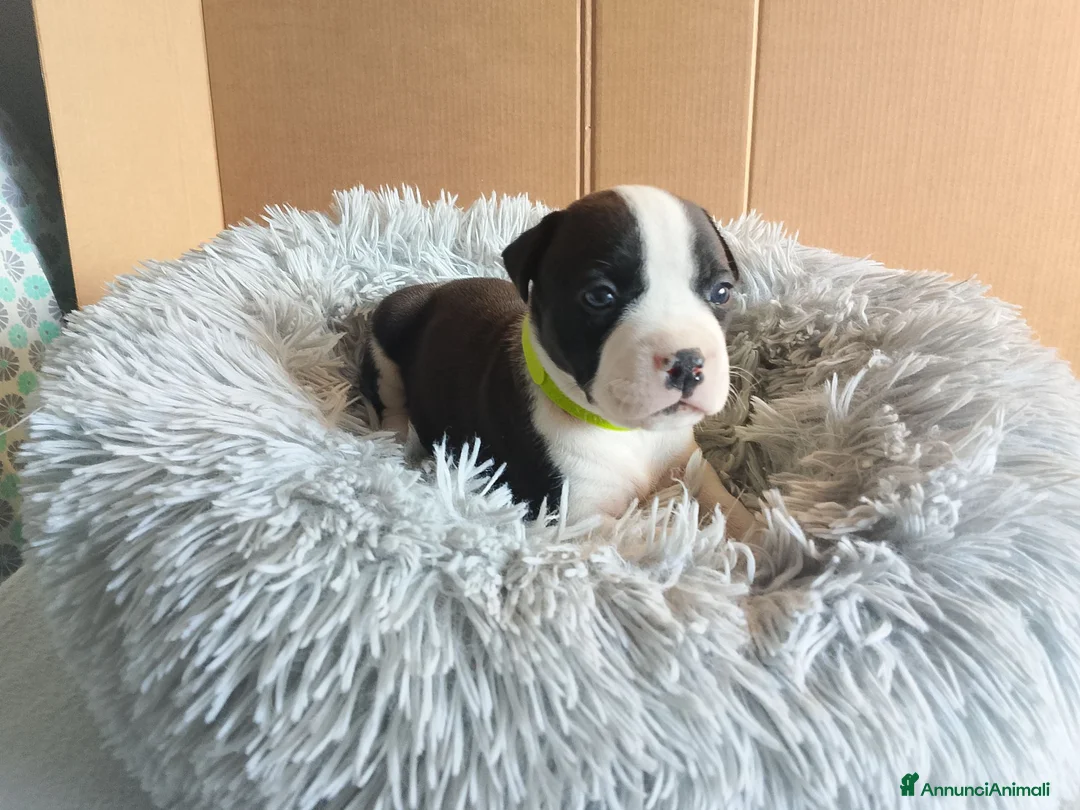 American Staffordshire cani in vendita: Amstaff - Annuncio 12