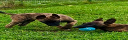 Pastore Olandese cani in vendita: Cuccioli di pastore olandese con pedigree - Annuncio 8