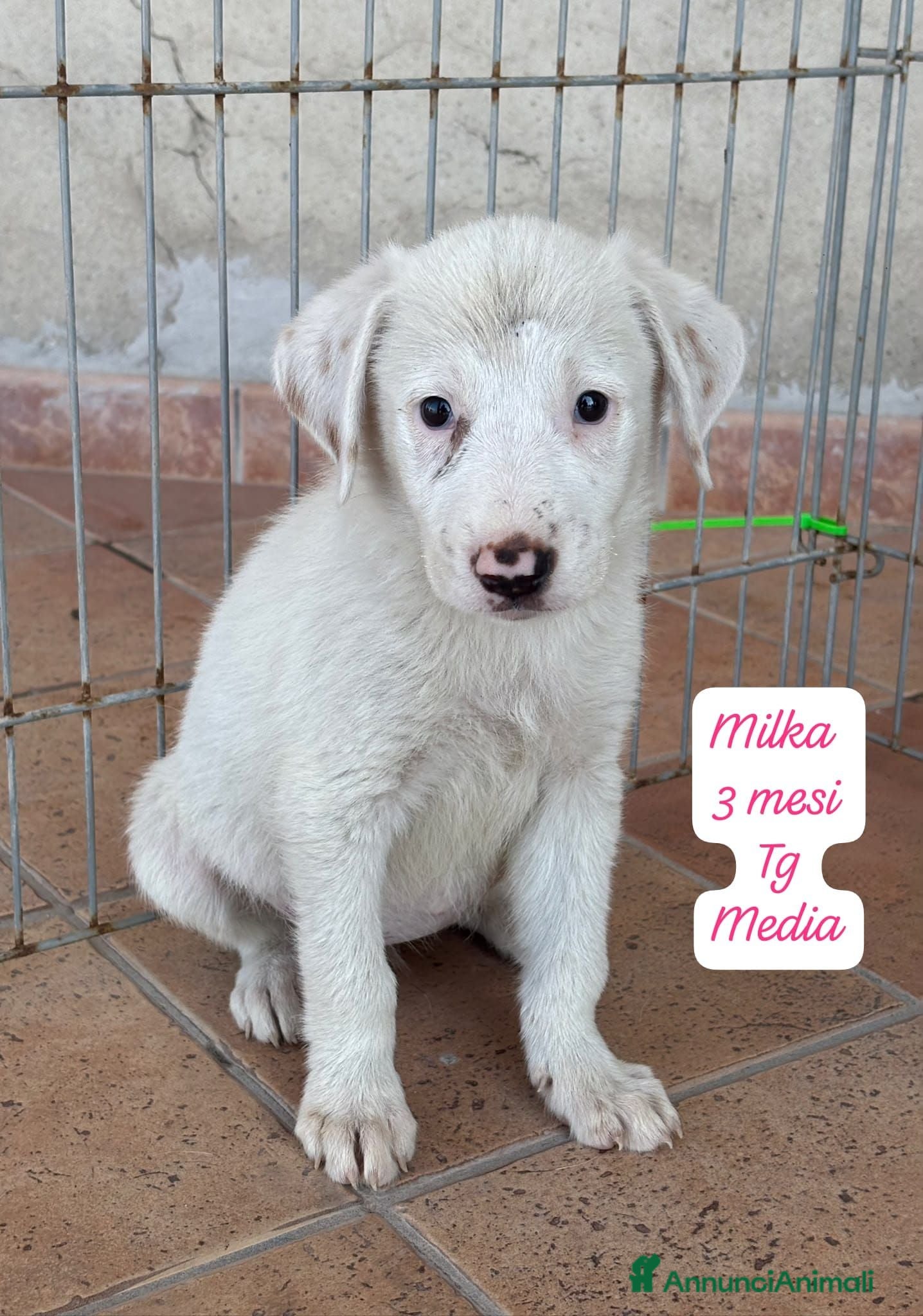 Meticcio cani Meticci dolcissimi cercano casa  - Annuncio 2