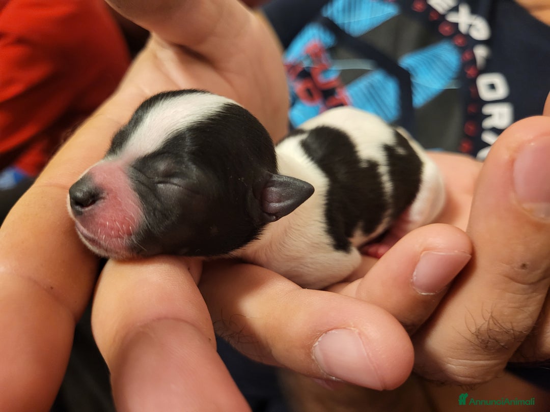 Meticcio cani in vendita: Vendo  - Annuncio 5