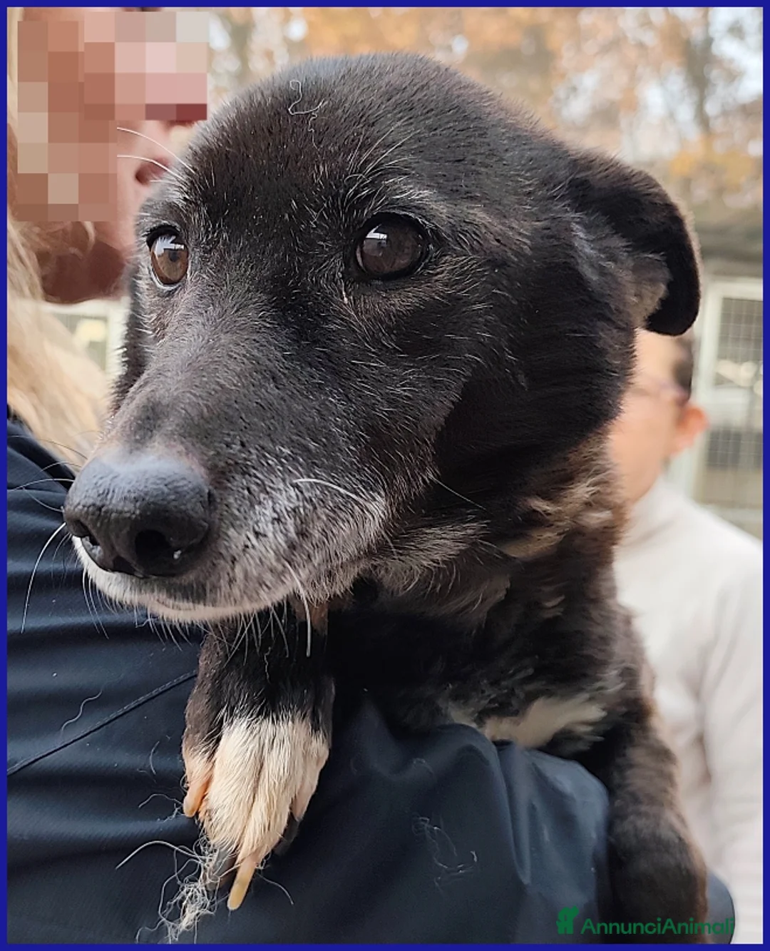 Meticcio cani in regalo: TATA MATILDA 14 ANNI, TUTTA LA VITA IN CANILE - Annuncio 7