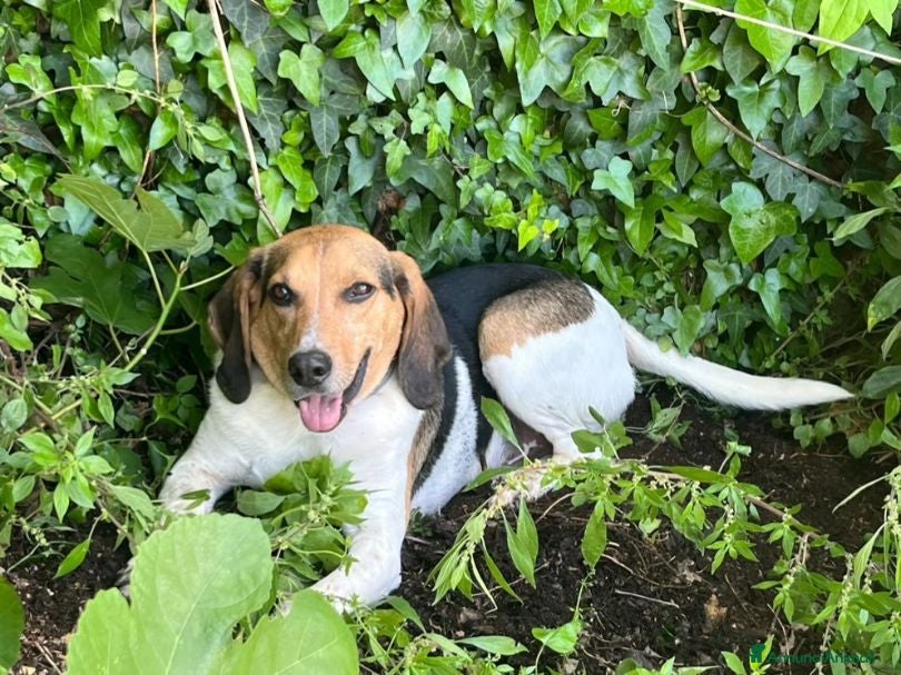 Meticcio cani SNOOPY buono con tutti! - Annuncio 15