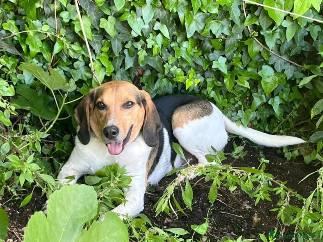 Meticcio cani in regalo: SNOOPY buono con tutti! - Annuncio 1