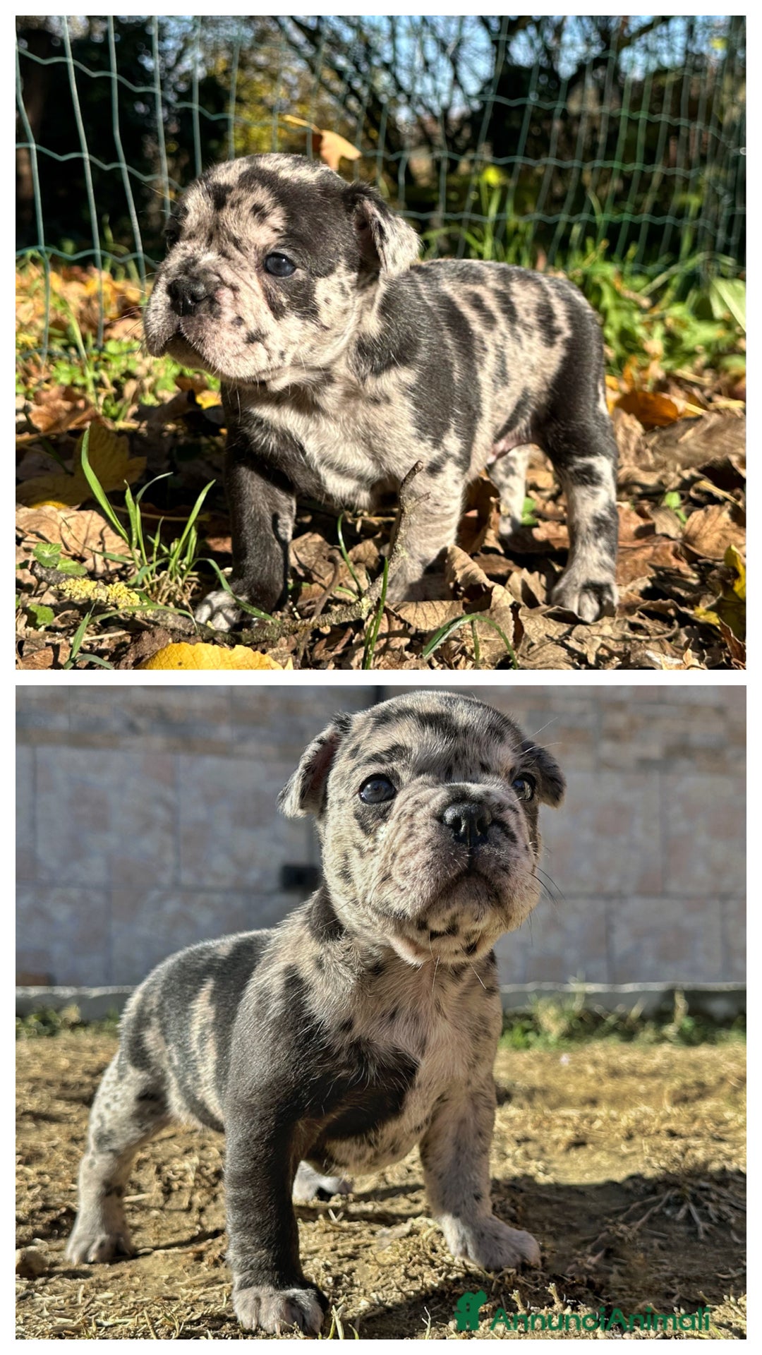 Bulldog Francese cani in vendita: Cuccioli di Bulldog Francese Fluffy - Annuncio 4