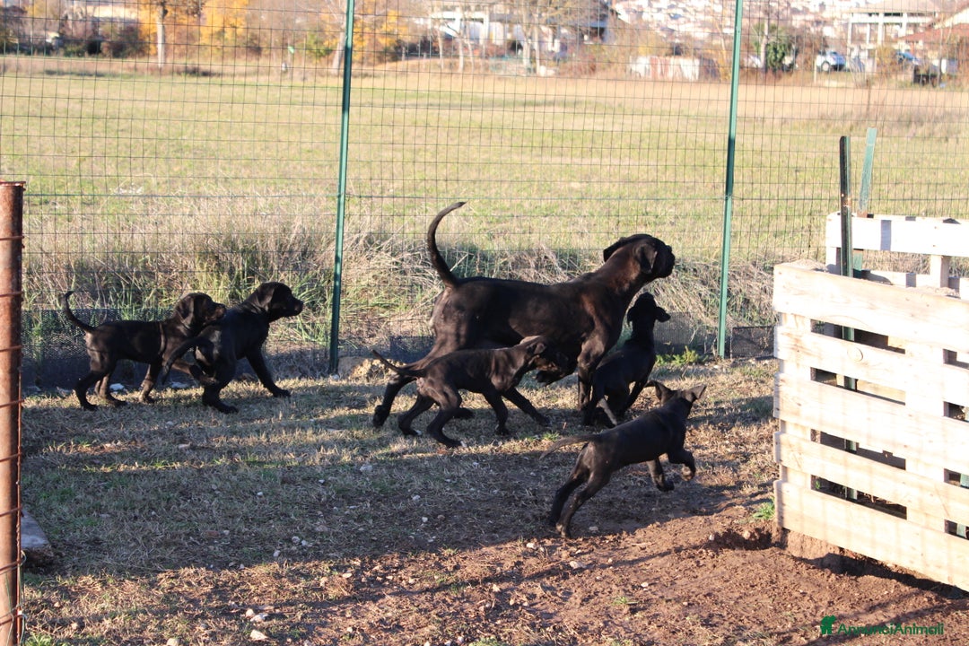 Cane Corso cani in vendita: Cuccioli Cane Corso Selezionati - Annuncio 1