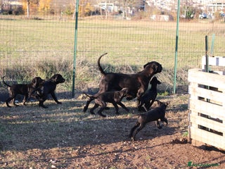 Cane Corso cani Cuccioli Cane Corso Selezionati - Annuncio 1