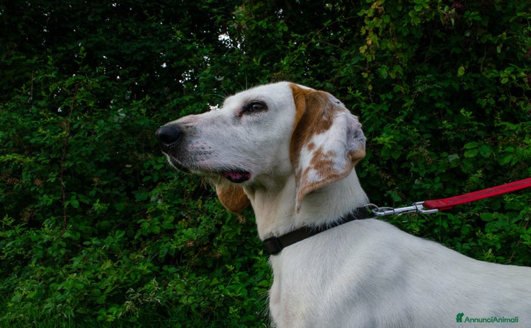 Altre razze cani a Provincia di Bergamo - Annuncio 16
