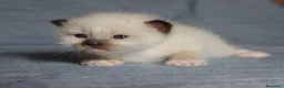 Sacro di Birmania gatti in vendita: Cuccioli Sacro di Birmania bellissimi  a Provincia di Lecce - Annuncio 8