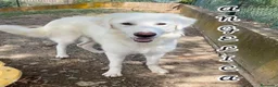 Meticcio cani in regalo: ANGELICA e ORLANDO meravigliosi cuccioloni - Annuncio 7
