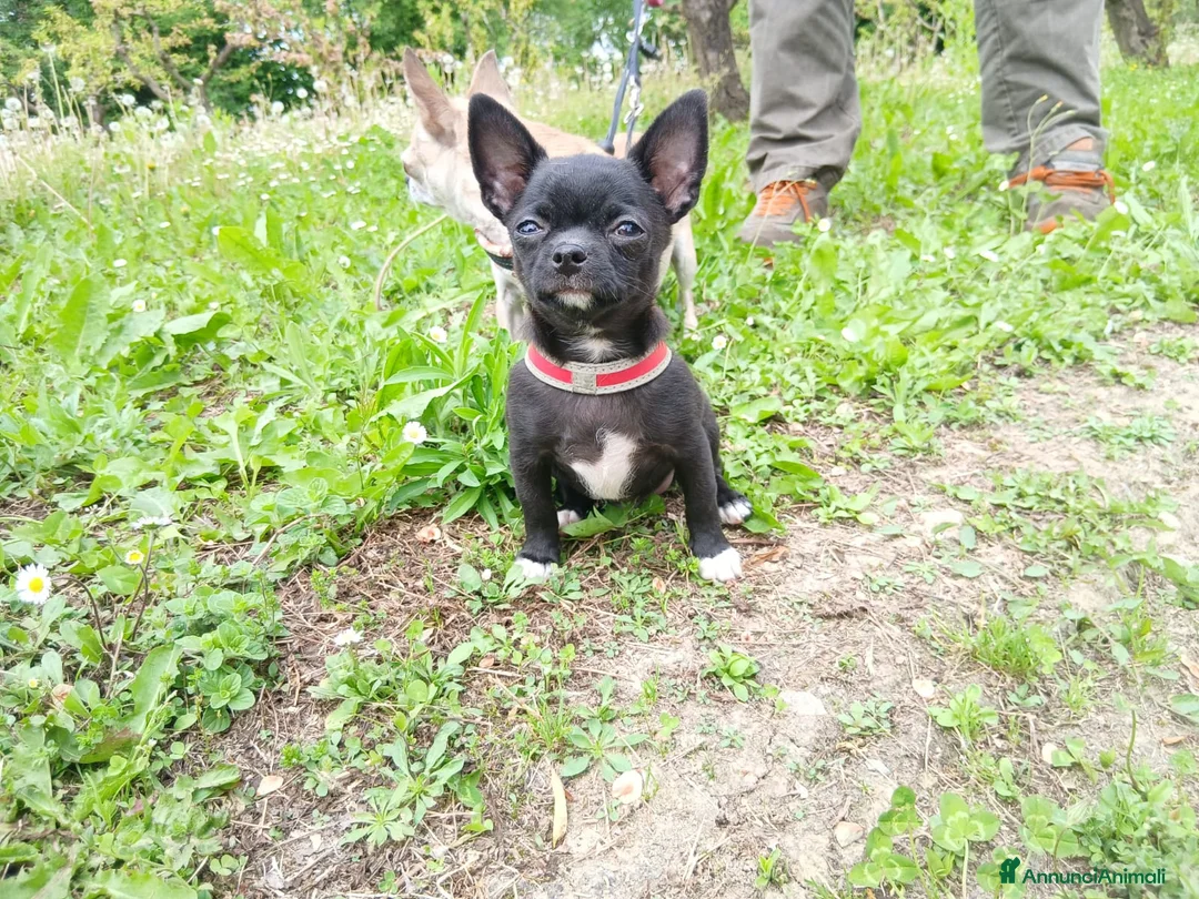 Chihuahua cani in vendita: Chihuahua maschio con Pedigree  - Annuncio 1