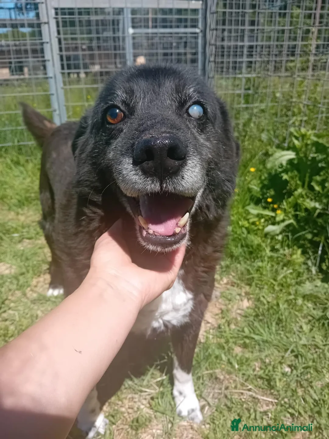 Meticcio cani in regalo: Skipper, cane speciale, adozione del cuore - Annuncio 2