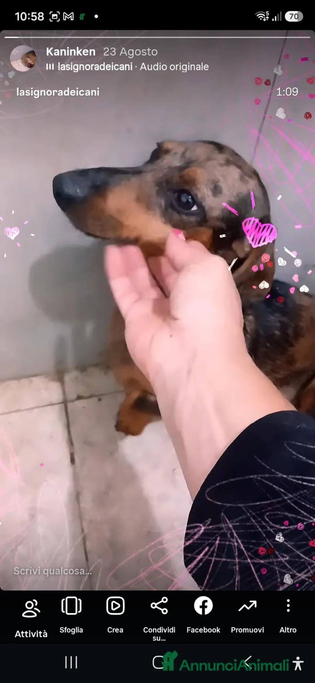 Bassotto cani in vendita: Bassotto Arlecchino Cioccolato  - Annuncio 1