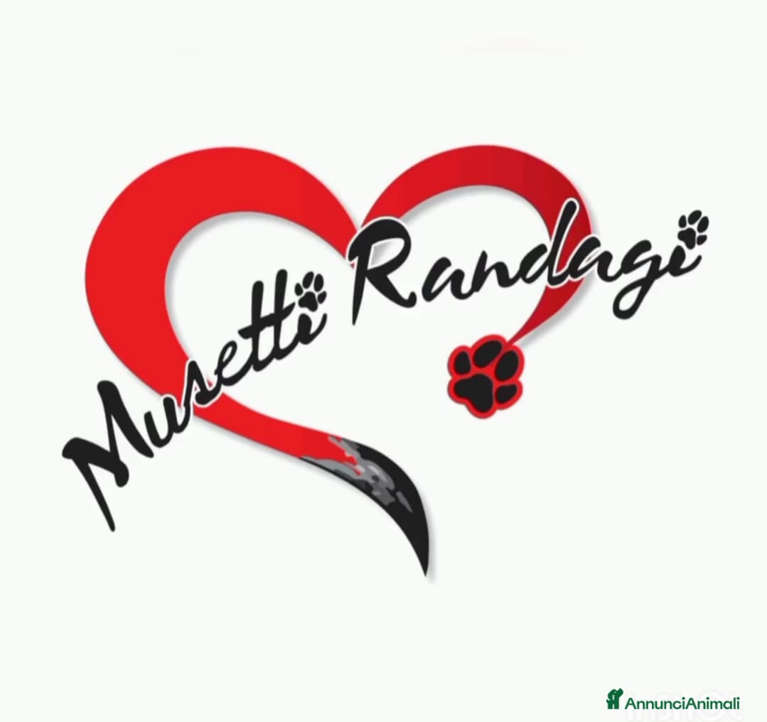 Meticcio cani Vicky cerca casa ❤️ - Annuncio 2