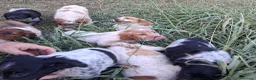 Breton cani in vendita: cuccioli Epagneul Breton disponibili - Annuncio 1
