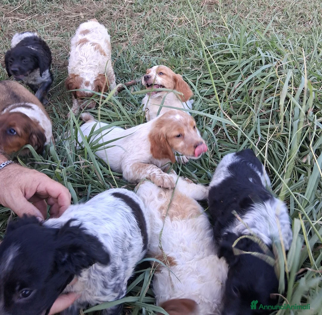 Breton cani in vendita: cuccioli Epagneul Breton disponibili - Annuncio 1