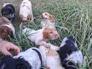 Breton cani cuccioli Epagneul Breton disponibili - Annuncio 35