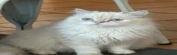 British gatti in vendita: Cucciolo di British Longhair  a Provincia di Perugia - Annuncio 7