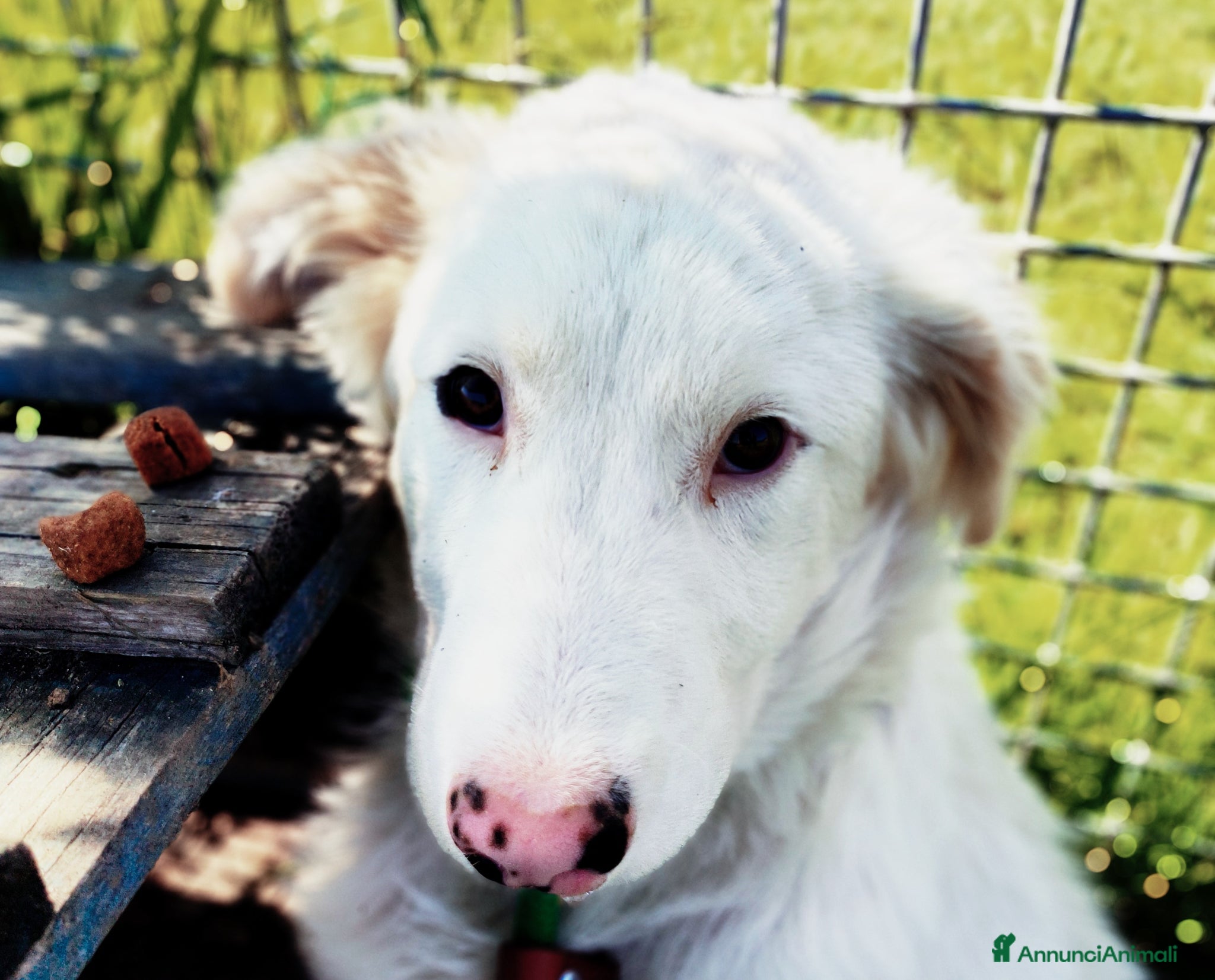 Pastore Maremmano cani Romolo & Remo, cuccioli di maremmano - Annuncio 8