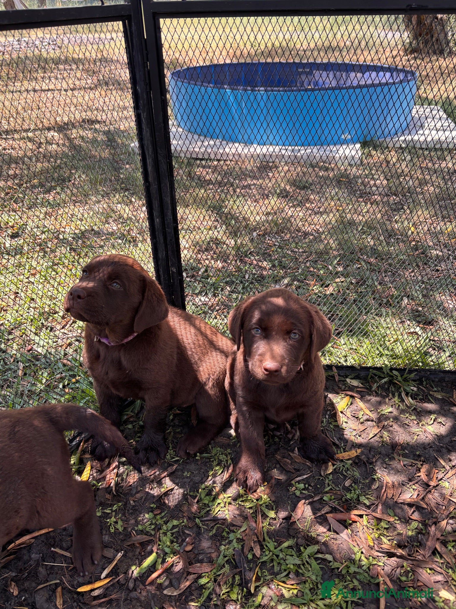 Labrador cani Cucciole Labrador chocolate  - Annuncio 1