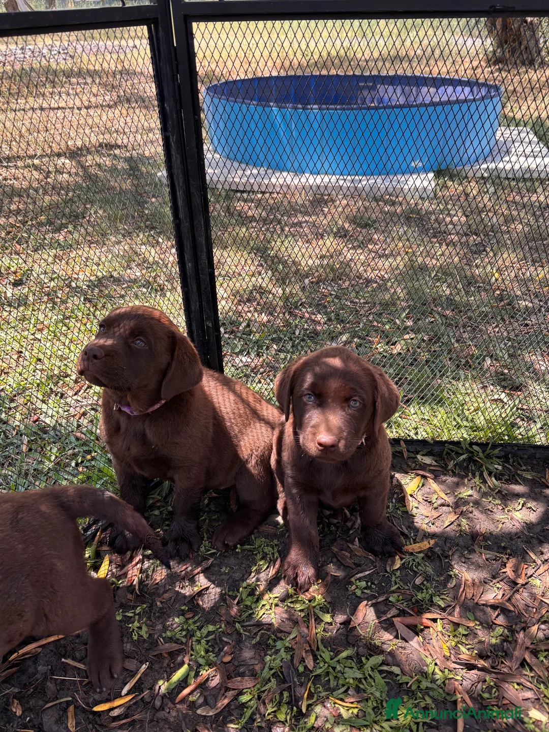 Labrador cani in vendita: Cucciole Labrador chocolate  - Annuncio 1