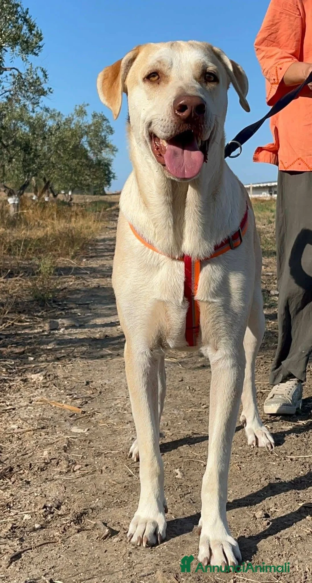 Meticcio cani in regalo: Vasco - Annuncio 8
