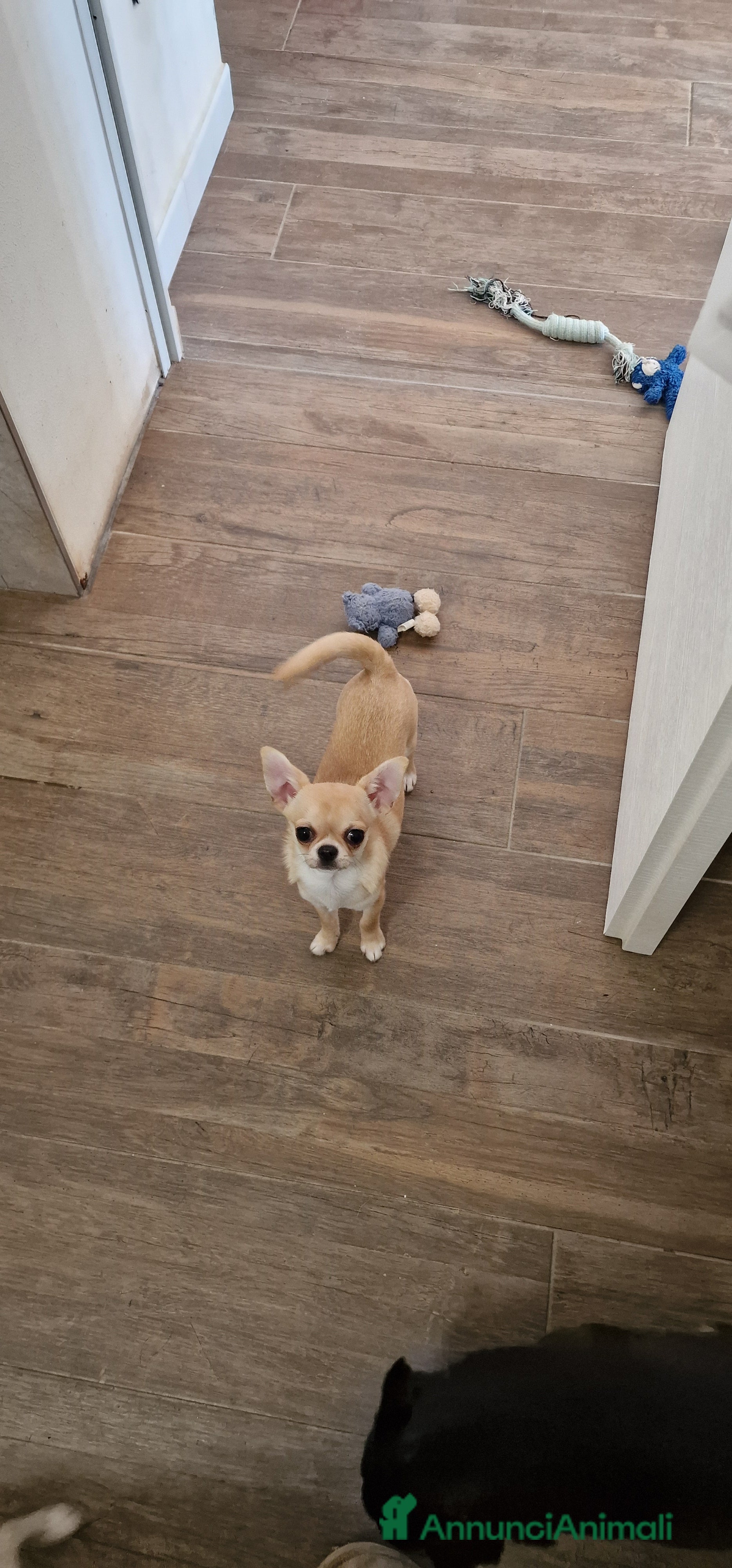 Chihuahua cani Chihuahua femmina - Annuncio 2