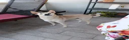 Meticcio cani in regalo: Pippo❤️ - Annuncio 8
