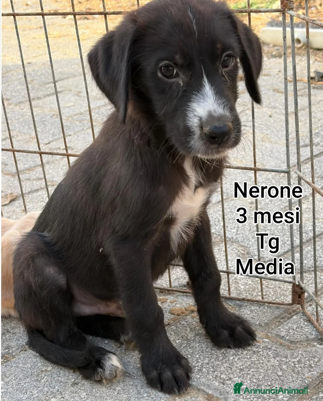Meticcio cani in regalo: TROPPI CUCCIOLI IN RIFUGIO  a Provincia di Verona - Annuncio 11
