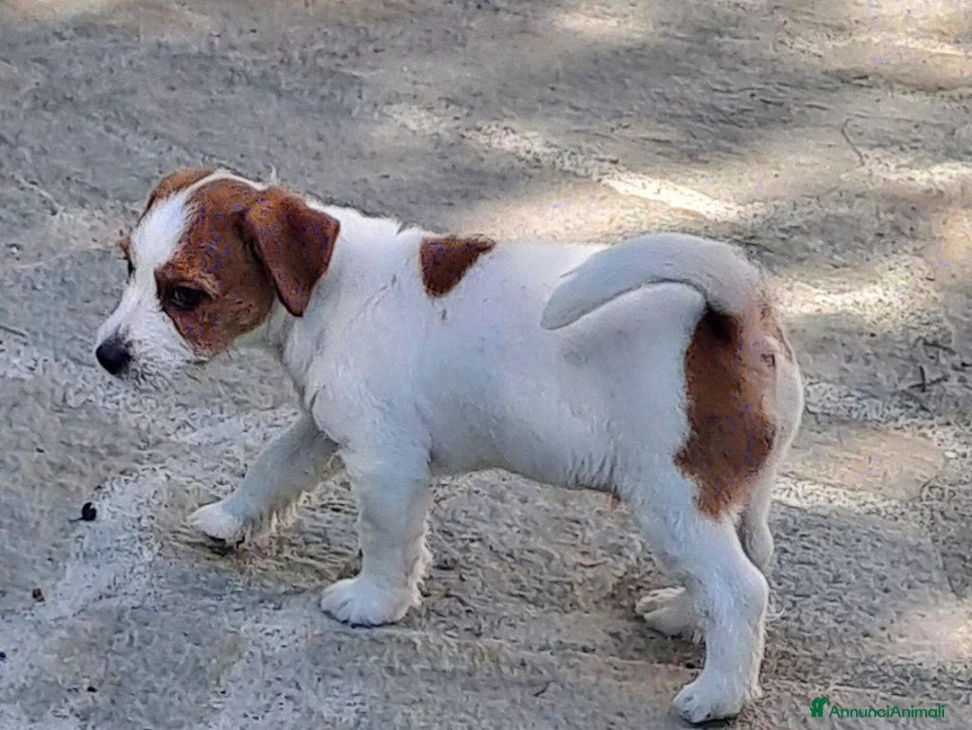 Jack Russell cani in vendita: Cuccioli Jack Russell ruvido - Annuncio 2