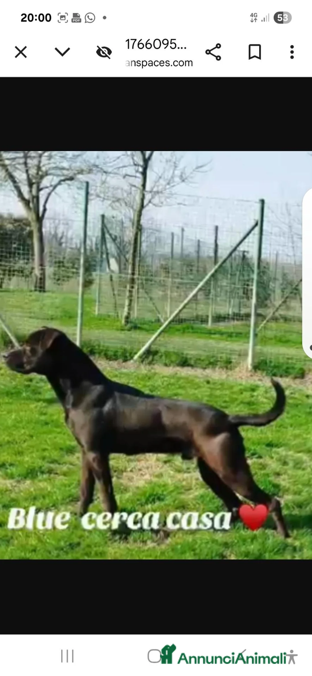 Meticcio cani in regalo: Blue mix Corso/ Pit 4anni buono.PV da tanto in box - Annuncio 7