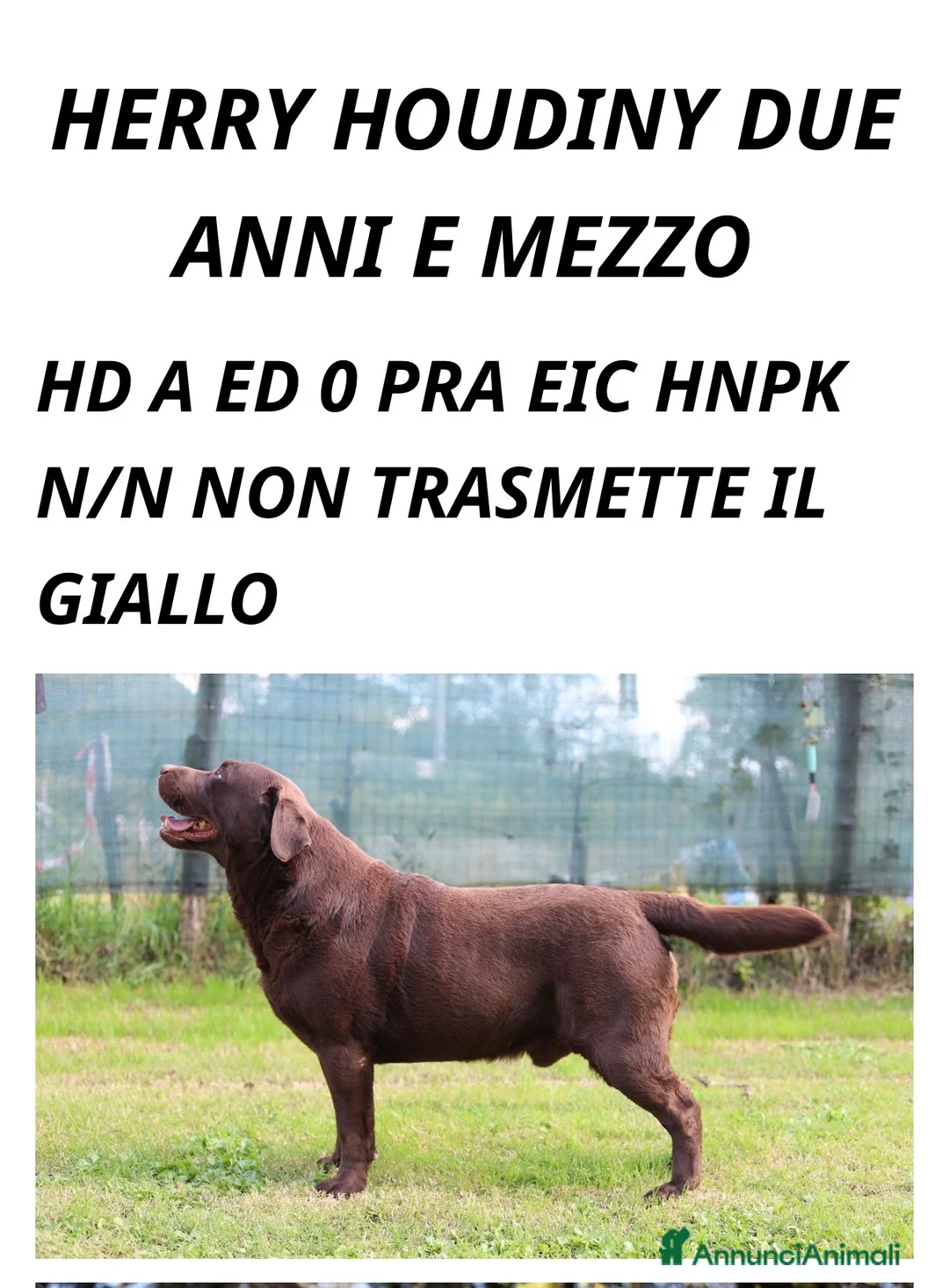 Labrador cani in vendita: Cuccioli Labrador cioccolato con pedigree  - Annuncio 2