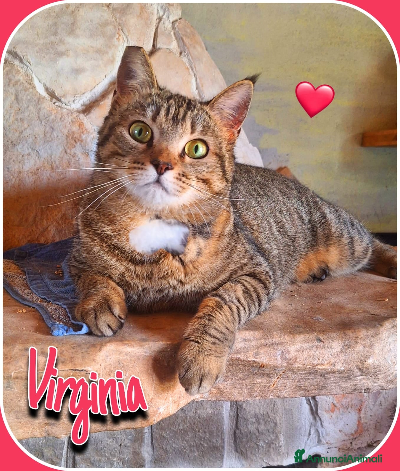 Europeo gatti Adottate Virginia, elemosina coccole a Città metropolitana di Milano - Annuncio 33