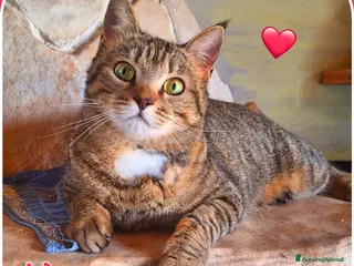 Europeo gatti Adottate Virginia, elemosina coccole a Città metropolitana di Milano - Annuncio 28